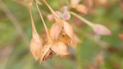 Tuberaria globulariifolia