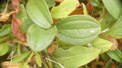 Tuberaria globulariifolia