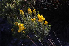 Cyclopia genistoides