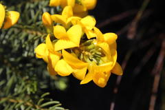 Cyclopia genistoides