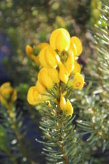 Cyclopia genistoides