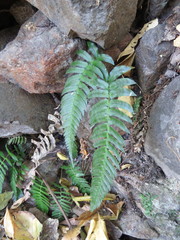 Blechnum appendiculatum