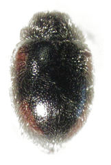 Scymnus blackburni