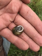 Allogona ptychophora