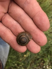 Allogona ptychophora