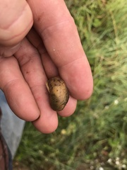 Allogona ptychophora