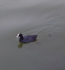 Fulica atra