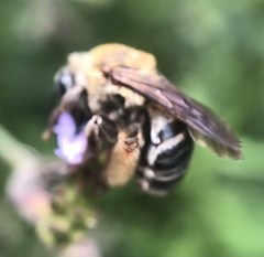 Melissodes comptoides