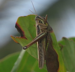 Schistocerca pallens