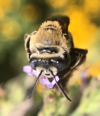 Melissodes comptoides