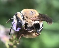 Melissodes comptoides