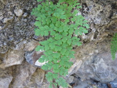 Adiantum concinnum