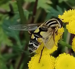 Helophilus trivittatus