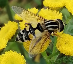 Helophilus trivittatus