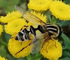 Helophilus trivittatus