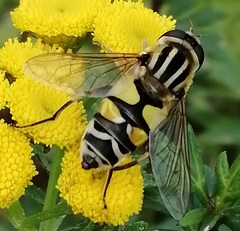 Helophilus trivittatus