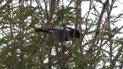 Melaniparus niger ravidus