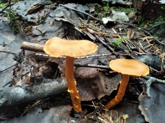 Cortinarius gentilis