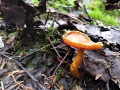 Cortinarius gentilis
