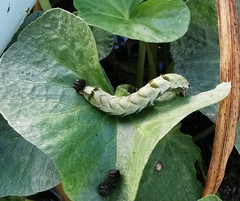 Melanchra persicariae