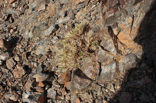 Aptosimum viscosum (Aptosimum viscosum)