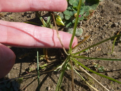 Pauridia serrata serrata