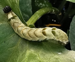 Melanchra persicariae
