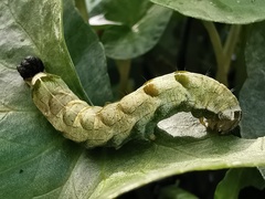 Melanchra persicariae