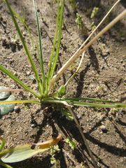 Pauridia serrata serrata