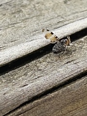 Myennidini