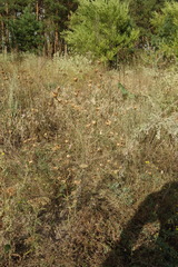 Centaurea arenaria