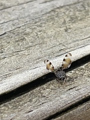 Myennidini
