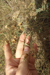 Centaurea arenaria