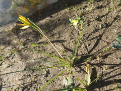 Pauridia serrata serrata