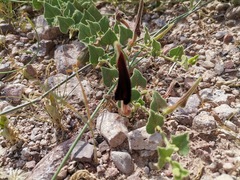 Aristolochia wrightii