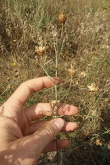 Centaurea arenaria