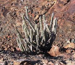 Euphorbia virosa virosa