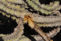 Euphorbia virosa virosa