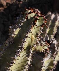 Euphorbia virosa virosa