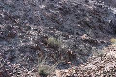 Euphorbia virosa virosa