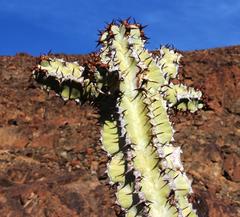 Euphorbia virosa virosa