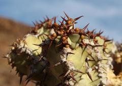 Euphorbia virosa virosa