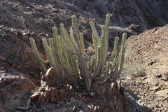 Euphorbia virosa virosa