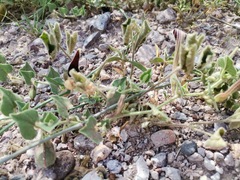 Aristolochia wrightii
