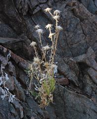 Osteospermum microcarpum microcarpum