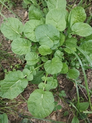 Barbarea vulgaris