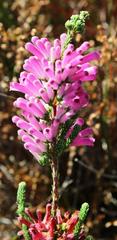 Erica verticillata