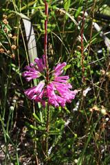 Erica verticillata