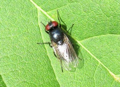 Hydrotaea ignava