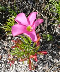 Oxalis glabra